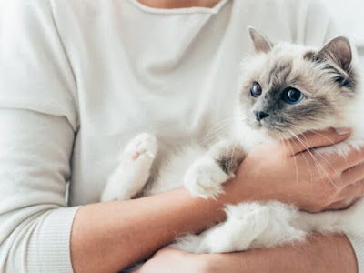 Plus de 400 porter un chaton 209968-Porter un chaton par le cou