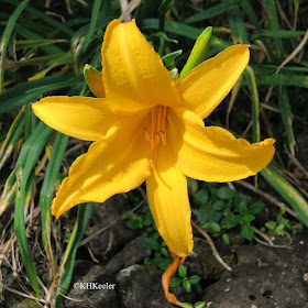 day lily Hemerocallis