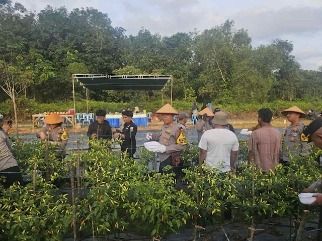 Dukung Program Asta Cita Presiden, Polres Karimun Panen Cabe di Lahan Ketahanan Pangan