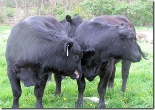 Cow9