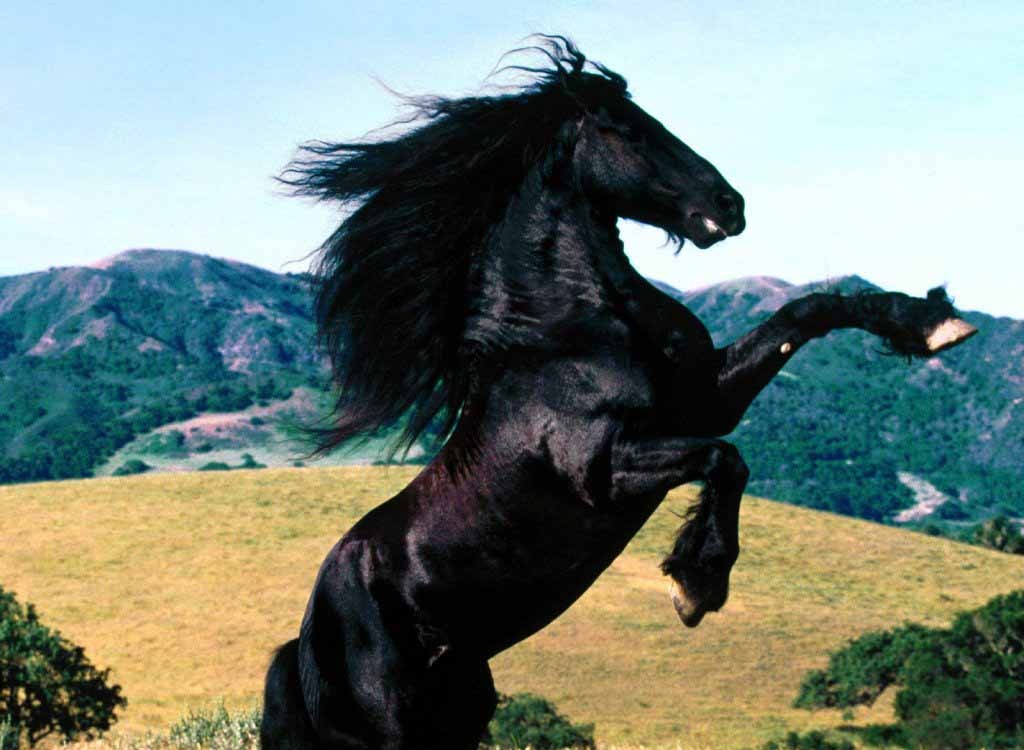 black horses wallpaper. Black Horse Wallpaper