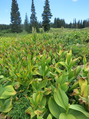 Veratrum californicum in Colorado