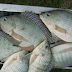 6 Reasons Tilapia Farming is Dangerous to Your Health than Eating Bacon