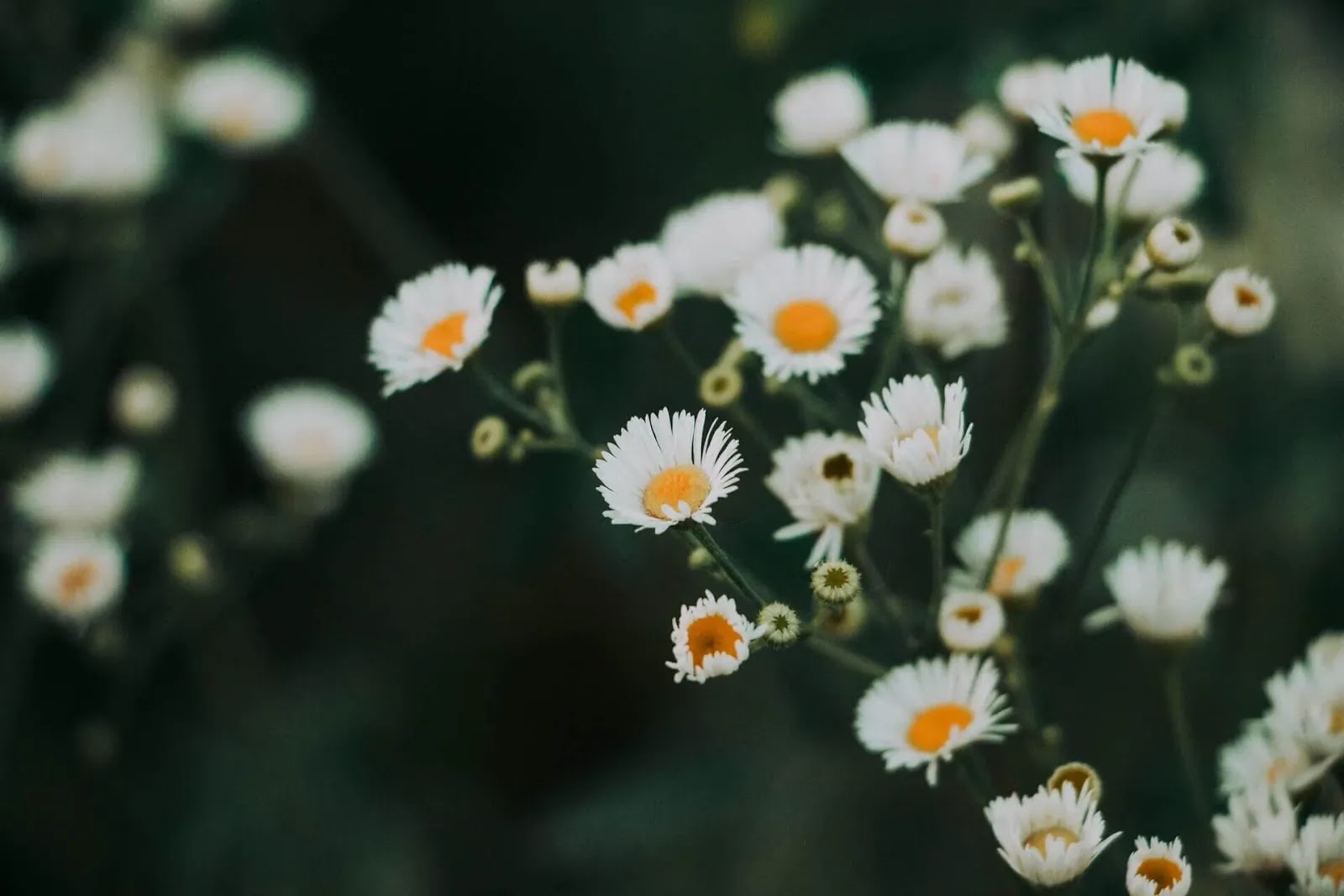 White Flower