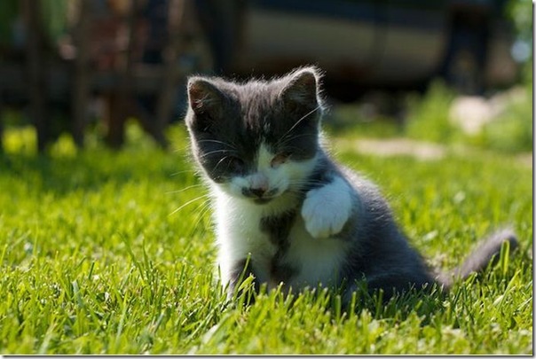 Gatinho que nasceu sem os olhos (11)