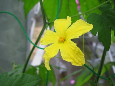 千葉大学 花卉 苗生産ブログ ゴーヤの花 千葉大学 花卉 苗生産ブログ ゴーヤの花