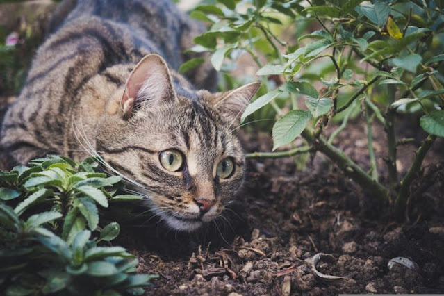 Indoor/outdoor cat