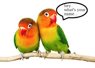 Bird Names Pet
