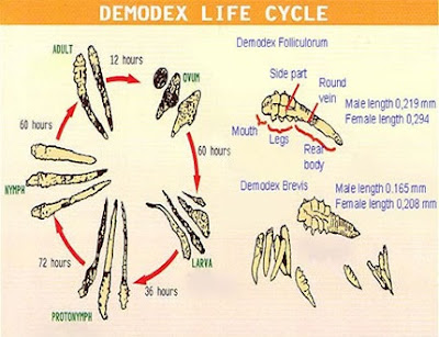 ไร Demodex