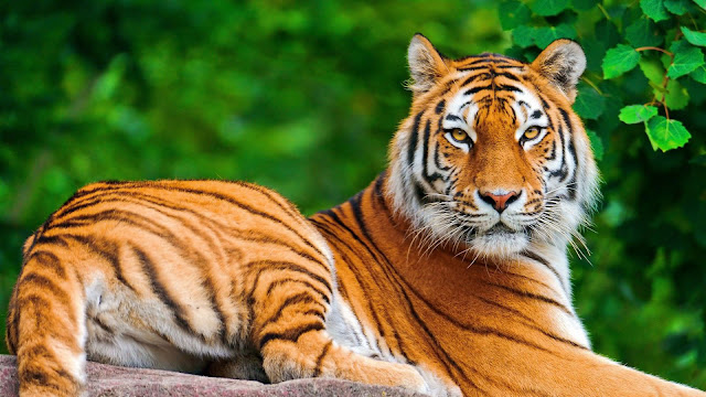 tiger wallpaper hd