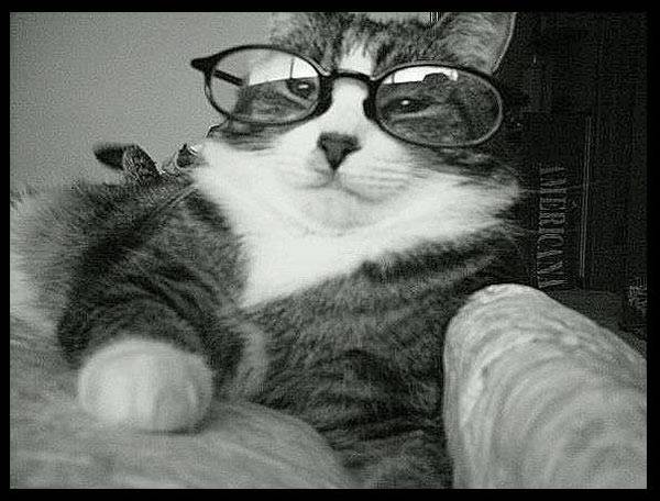 Labels: Cat, Glasses