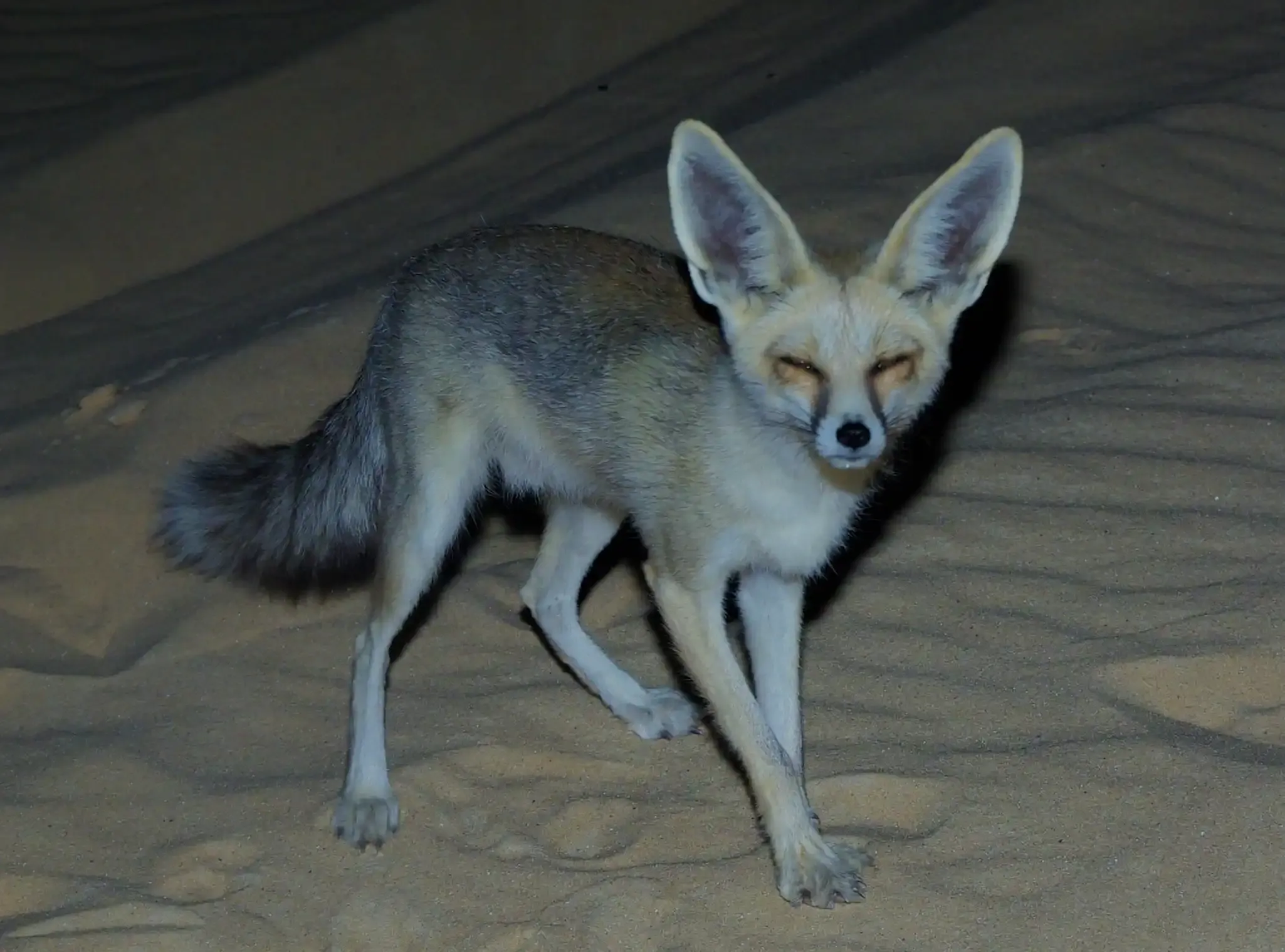 Rüppell’s fox
