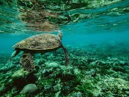 Green Sea Turtles Facts