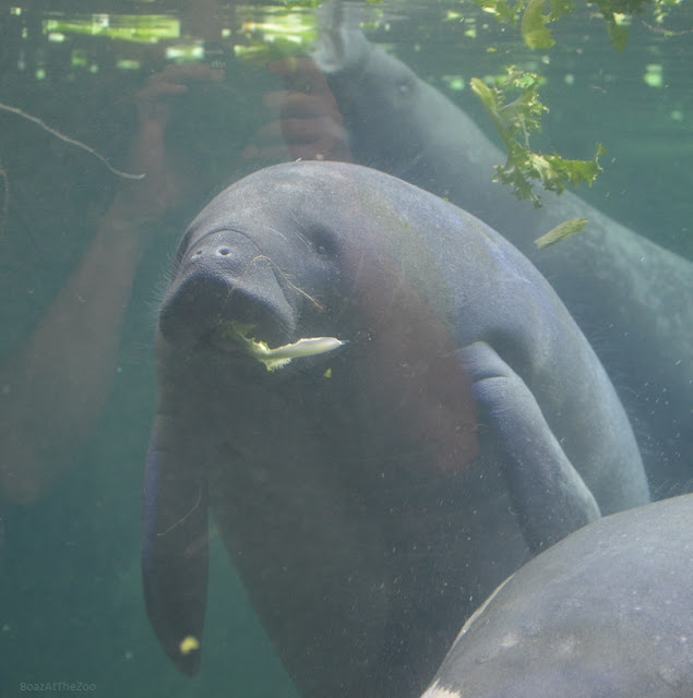 The photographer's arms and hands are superimposed on the manatee, thanks to reflection from the manatee tank's glass.
