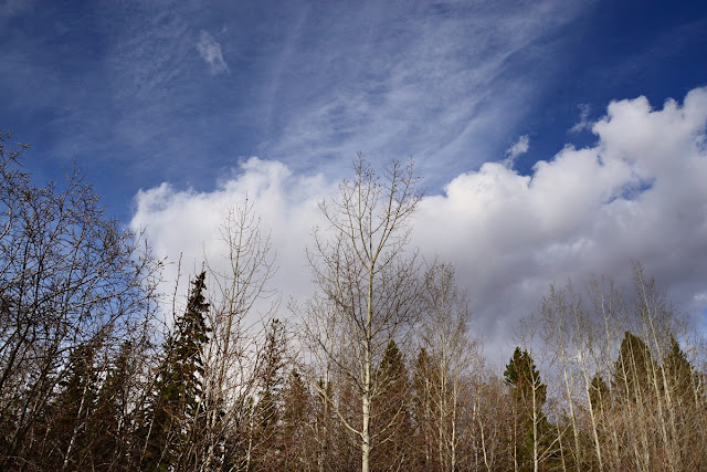 boreal forest, poplars, willows, spruce, Walpurgis Night, valpurgi, May Day, Beltane