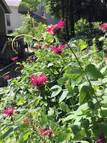 Bee balm at Coffee Talk