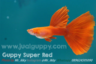 Jual Guppy Albino Super Full Red,  Harga Guppy Albino Super Full Red,  Toko Guppy Albino Super Full Red,  Diskon Guppy Albino Super Full Red,  Beli Guppy Albino Super Full Red,  Review Guppy Albino Super Full Red,  Promo Guppy Albino Super Full Red,  Spesifikasi Guppy Albino Super Full Red,  Guppy Albino Super Full Red Murah,  Guppy Albino Super Full Red Asli,  Guppy Albino Super Full Red Original,  Guppy Albino Super Full Red Jakarta,  Jenis Guppy Albino Super Full Red,  Budidaya Guppy Albino Super Full Red,  Peternak Guppy Albino Super Full Red,  Cara Merawat Guppy Albino Super Full Red,  Tips Merawat Guppy Albino Super Full Red,  Bagaimana cara merawat Guppy Albino Super Full Red,  Bagaimana mengobati Guppy Albino Super Full Red,  Ciri-Ciri Hamil Guppy Albino Super Full Red,  Kandang Guppy Albino Super Full Red,  Ternak Guppy Albino Super Full Red,  Makanan Guppy Albino Super Full Red,  Guppy Albino Super Full Red Termahal,  Adopsi Guppy Albino Super Full Red,  Jual Cepat Guppy Albino Super Full Red,  Kreatif Guppy Albino Super Full Red,  Desain Guppy Albino Super Full Red,  Order Guppy Albino Super Full Red,  Kado Guppy Albino Super Full Red,  Cara Buat Guppy Albino Super Full Red,  Pesan Guppy Albino Super Full Red,  Wisuda Guppy Albino Super Full Red,  Ultah Guppy Albino Super Full Red,  Nikah Guppy Albino Super Full Red,  Wedding Guppy Albino Super Full Red,  Flanel Guppy Albino Super Full Red,  Special Guppy Albino Super Full Red,  Suprise Guppy Albino Super Full Red,  Anniversary Guppy Albino Super Full Red,  Moment Guppy Albino Super Full Red,  Istimewa  Guppy Albino Super Full Red,  Kasih Sayang  Guppy Albino Super Full Red,  Valentine  Guppy Albino Super Full Red,  Tersayang Guppy Albino Super Full Red,  Unik Guppy Albino Super Full Red, 