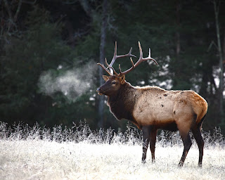 Bull Elk