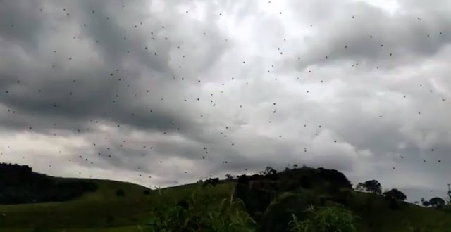 'Chuva de aranhas' assusta moradores no sul de Minas