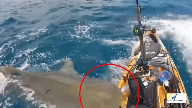 Giant-shark-surprises-fisherman-in-the-middle-of-the-sea-and-jumps-into-his-small-boat