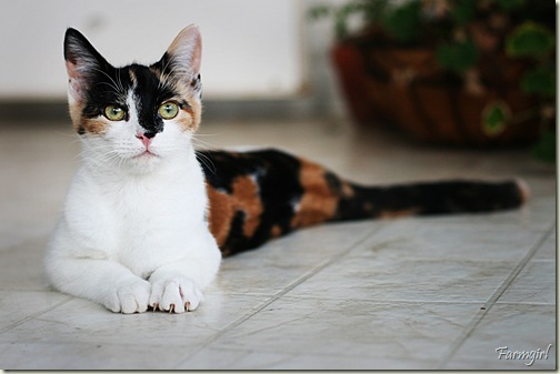 puddles laying down
