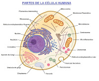 https://www.areaciencias.com/biologia/partes-de-las-celulas.html