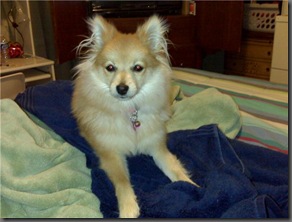Foxie Towel