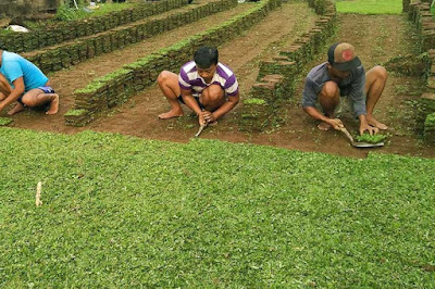 jasa pasang rumput gajah mini