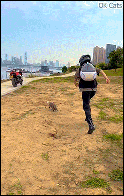 Amazing Cat GIF • C'mon Kitty it's time for a motorbike ride and I know your enjoy it! [ok-cats.com]