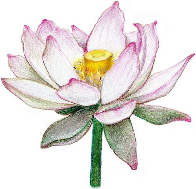 Desenho Flor on Flor De Lotus Desenho De Victoria Lin   Ptax Dyndns Org
