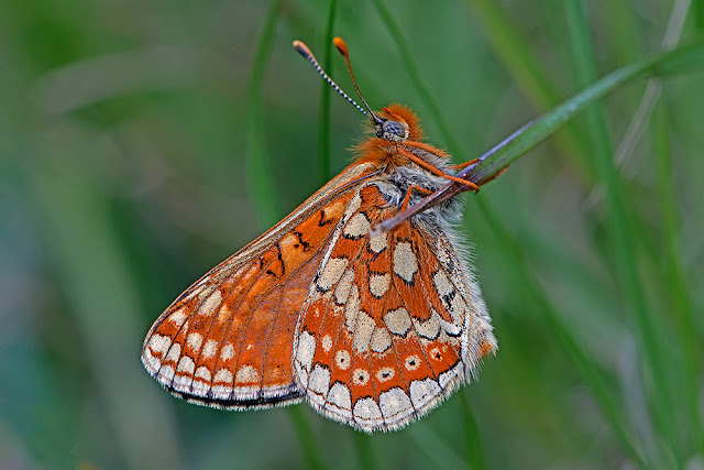 Euphydryas aurinia the Marsh Fritillary butterfly