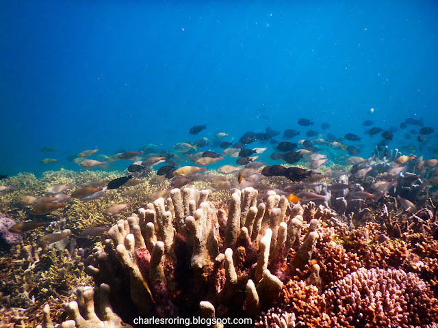 coral reef and tropical fish