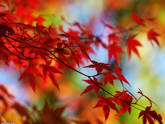 Autumn Wallpaper Background