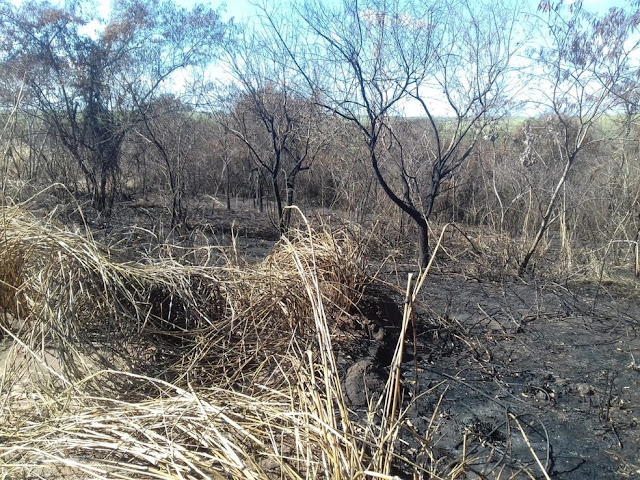 Usina de cana-de-açúcar leva multas de mais de R$ 360 mil por incêndio em áreas de lavoura e de preservação ambiental