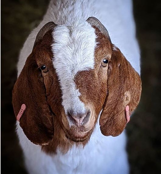 Boer Goat Breed Characteristics and Farming Benefits | Breed characteristics of Boer goats