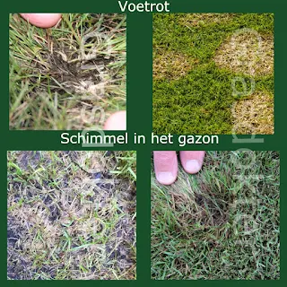 voetrot schimmel gazon