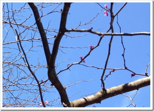 Savannah tree buds