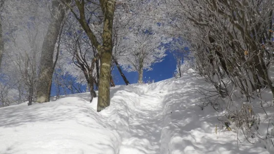 雪の国見山 | Trekking from Kochi