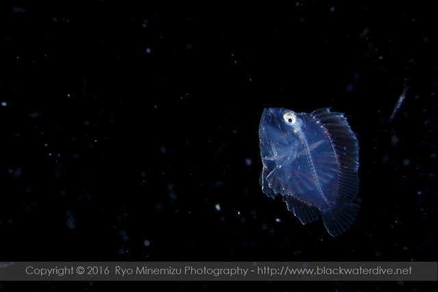 ハダカハオコゼの稚魚