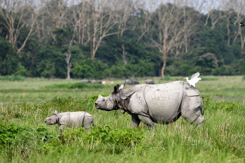 Pobitora Wildlifе Sanctuary