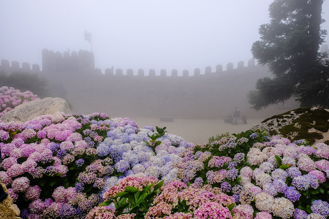 霧, アジサイ, ムーアの城壁, シントラ, ポルトガル, foggy, Hydrangea, Castle of the Moors, Castelo dos Mouros, Sintra, Portugal