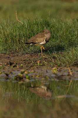 so-lovely-bird-watching-back-side