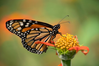 what is the most impressive thing about the monarch butterfly?
