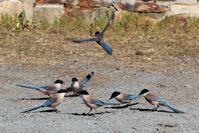 Blauwe Ekster - - Cyanopica cooki