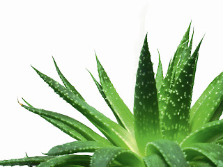 Is Aloe Vera good for Kidney disease