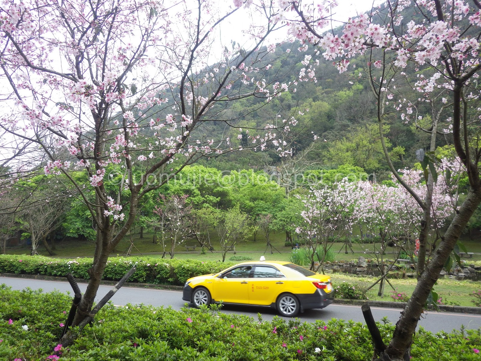 Taiwan cherry blossoms