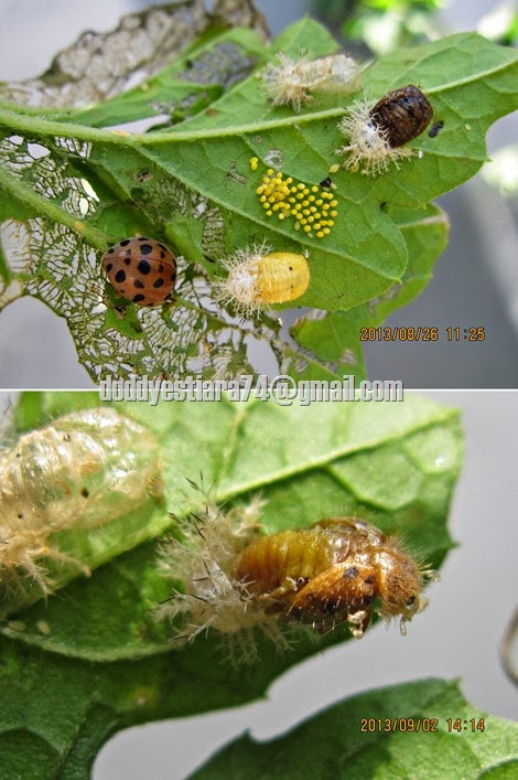 kumbang koksi Henosepilachna vigintioctopunctata mati