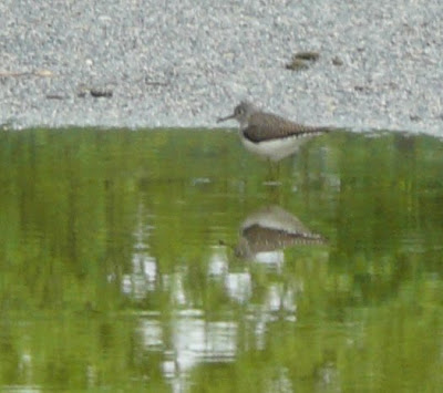 sandpiper