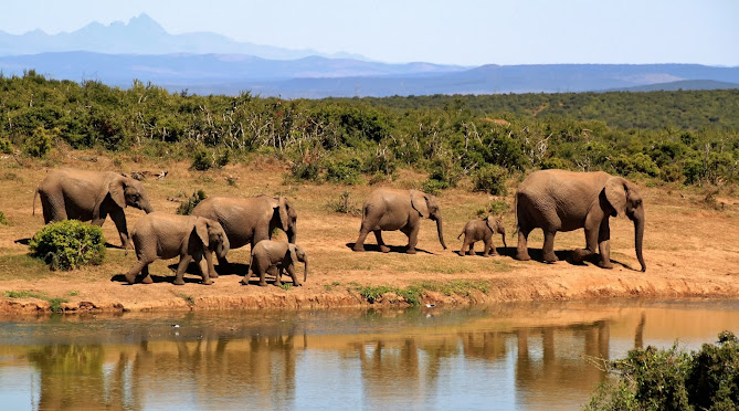 Conservation Efforts for Elephants