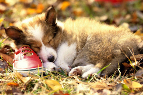 Tierno perrito durmiendo sobre un zapato